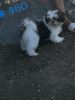 Shih Tzu looking for new home