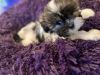 Shih Tzu puppies Beautiful lil bundle of love