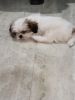 Want to sell my shih tzu