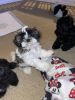 Beautiful Shih-tzu puppies looking for good homes