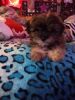 Adorable male shit tzu puppy 3,mnthsold