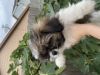 Shih tzu puppies need a new home