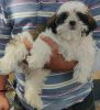 Shih Tzu be puppy for sale