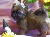 STELLA, Shih Tzu puppy female,brindle,CKC,9 weeks