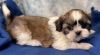 Charming & outstanding shih tzu Puppies For Sale.