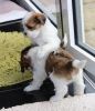 Gorgeous happy playful Shih tzu puppies For Sale