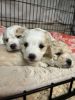 Zuchon puppies for sale
