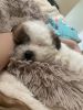 Adorable and loving male shih tzu