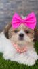 Shih Tzu Puppy (Penelope)