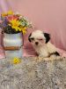 Shih Tzu Puppies