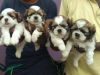 Shishtzu puppys super cute puppys of 37 days