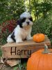 Shih Tzu puppy *Harry*
