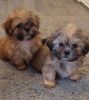 Ready to leave Now. Shih Tzu puppies currently 9 weeks old.