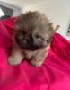 Lovely Shih Tzu Puppies looking for new homes