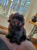 Shih Tzu Puppy 15 Months Old Male/ Rare Pure Black
