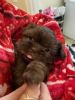 We have Shih Tzu puppies for sale!