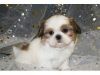 Shih Tzu. Puppies for Re-homing