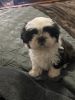 Female Shih Tzu puppy for sale.