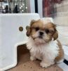Amazing Shitzu puppies for rehoming