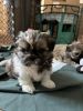4 imperial pure bred Shih Tzu puppies