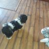 6 month old black and white Shih tzu