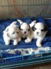 Shih Tzu puppies for sale-DRT KENNELS