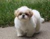 Caring Shih Tzu puppies for sale .