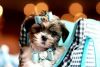 Cutest Shih Tzu Puppies
