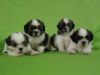 33 days old Shihtzu puppies for sale