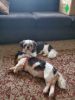 Full blooded shihtzu black and white 4 years old male. Fully intact