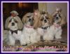 looking for a female shih tzu