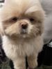 “Teddy” Shih Tzu puppy