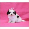 Very Small Imperial Shih Tzus