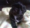 Perfect Home Litter of 4 left Shih Tzu puppies