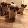 2 month old shih puppies