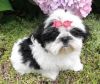 Vet Checked Shih Tzu Puppies For Sale