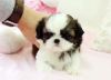 Shih-tzu puppies available for you