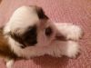 Full blooded male shih tzu puppie for sale