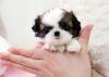 Awesome Shih Tzu Puppy Available For Rehoming