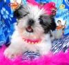 Sweet Shih Tzu Puppies For Adoption (xxx) xxx-xxx3