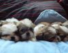 Reg Shih Tzu puppies