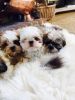Shih Tzu Puppies Ready Now Fully Inoculated