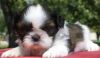 Available well trained Shih tzu puppies
