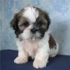Shih Tzu puppies ready for rehoming
