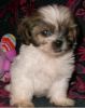 Our Beautiful Baby Toy Shih Tzu Puppies