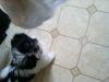 **shih Tzu Puppies For Good Homes,