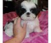 Sweet Shih Tzu Puppies For Adoption (xxx) xxx-xxx0