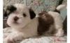 Precious Female Shih Tzu Puppy (xxx) xxx-xxx0
