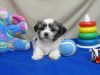 Awesome Shih Tzu Puppy Available (xxx) xxx-xxx0