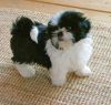 Stunning Pedigree Shih Tzu puppy